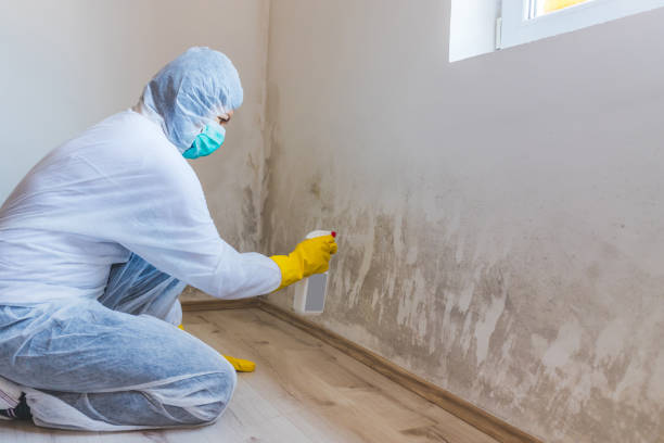 Licensed Basement Mold Removal service in Madisonburg, PA - WQB Mold Removal