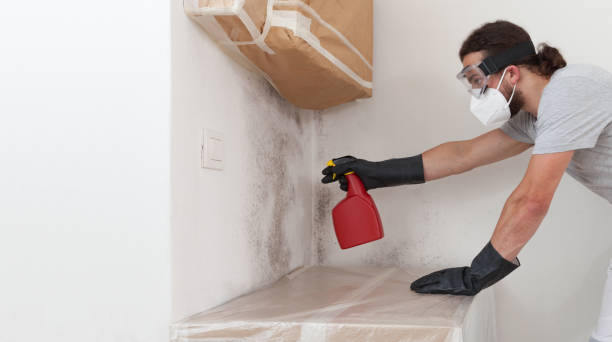 Professional Basement Mold Removal technician working in Madisonburg, PA
