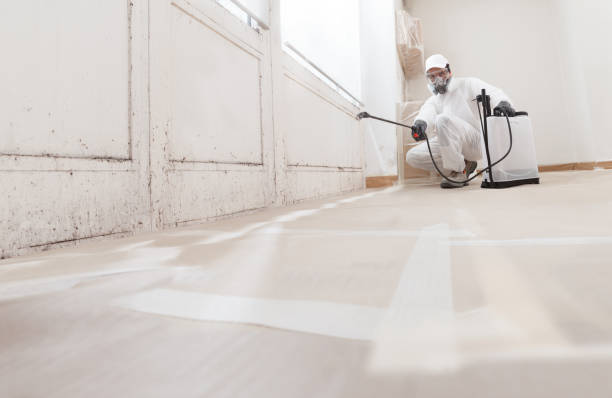 24/7 Emergency Basement Mold Removal experts in Madisonburg, PA
