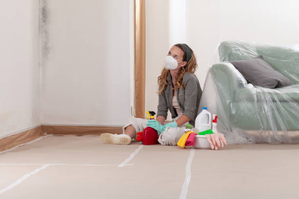 Reliable Basement Mold Removal contractor in Madisonburg, PA by WQB Mold Removal