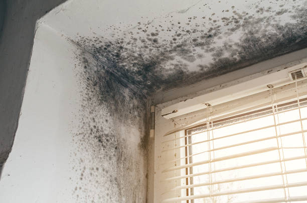 Affordable Basement Mold Removal solutions in Madisonburg, PA