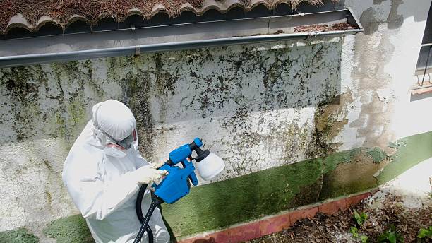 Top rated local Basement Mold Removal specialists in Madisonburg, PA